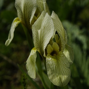 Iris korolkowii - pale form